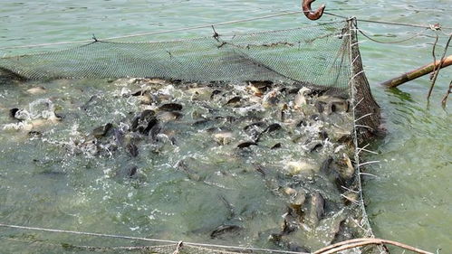 專訪通威農發華西二區總經理彭金鋼 熱水魚早上市搶高價，“搏夏行動”強助攻何在